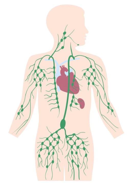 MASAZH LIMFATIK DRENAZH 90 MIN -LYMPHATIC DRAINAGE MASSAGE 90 MIN